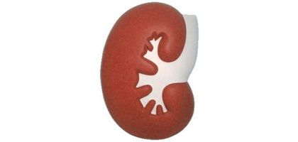 Large Kidney Shape Stress Reliever