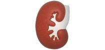 Large Kidney Shape Stress Reliever