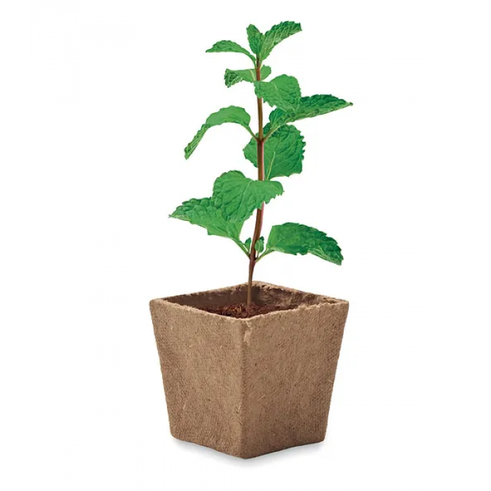 Mint Growing Kit