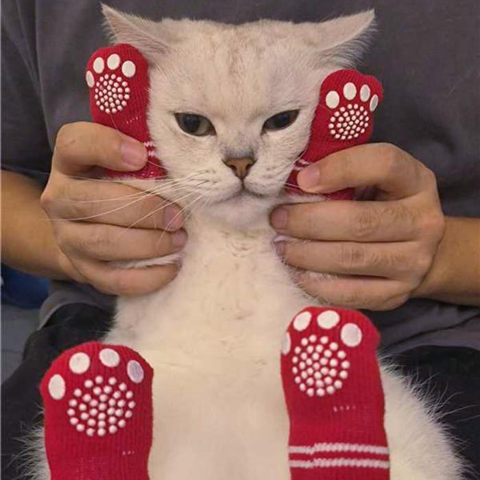 Pet Socks 
