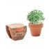 Cress Pot