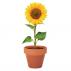Sunflower Pot